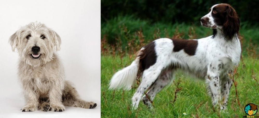 French Spaniel vs Glen of Imaal Terrier - Breed Comparison