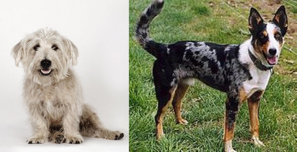 German Coolie vs Glen of Imaal Terrier - Breed Comparison