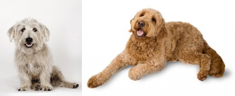 Golden Doodle vs Glen of Imaal Terrier - Breed Comparison