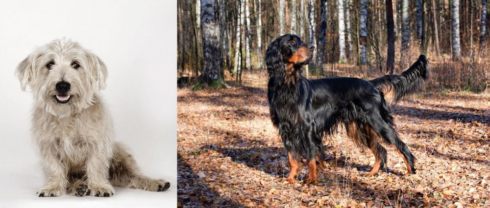 Gordon Setter vs Glen of Imaal Terrier - Breed Comparison