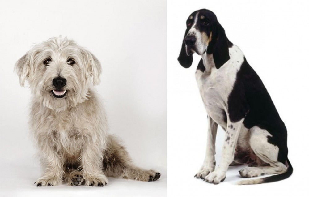 Grand Anglo-Francais Blanc et Noir vs Glen of Imaal Terrier - Breed Comparison