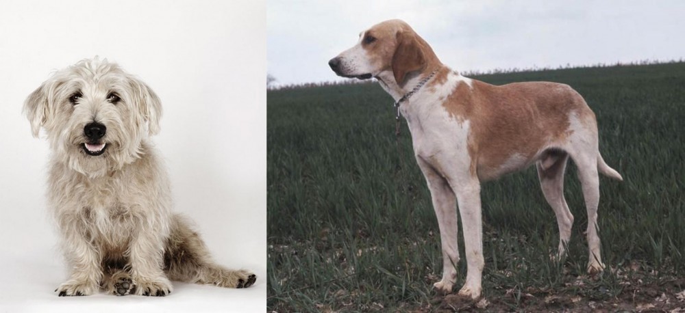 Grand Anglo-Francais Blanc et Orange vs Glen of Imaal Terrier - Breed Comparison