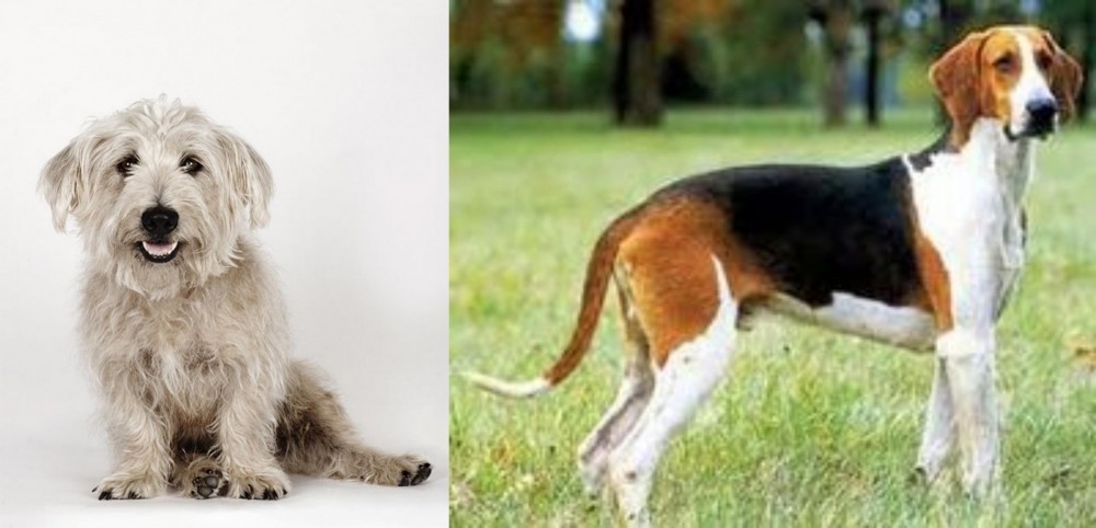 Grand Anglo-Francais Tricolore vs Glen of Imaal Terrier - Breed Comparison