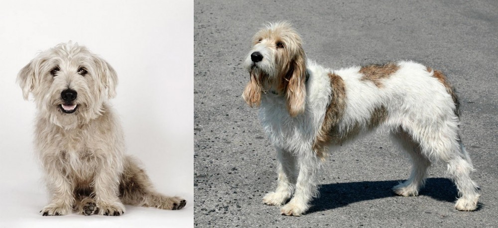 Grand Basset Griffon Vendeen vs Glen of Imaal Terrier - Breed Comparison