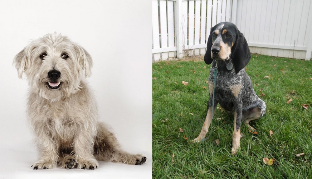 Grand Bleu de Gascogne vs Glen of Imaal Terrier - Breed Comparison