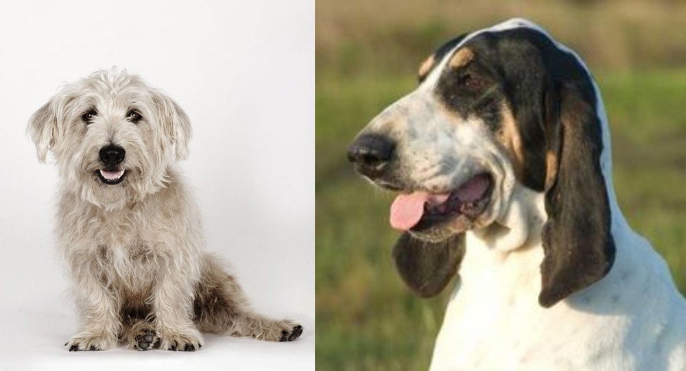 Grand Gascon Saintongeois vs Glen of Imaal Terrier - Breed Comparison