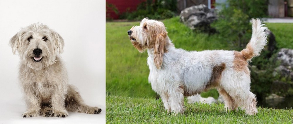 Grand Griffon Vendeen vs Glen of Imaal Terrier - Breed Comparison