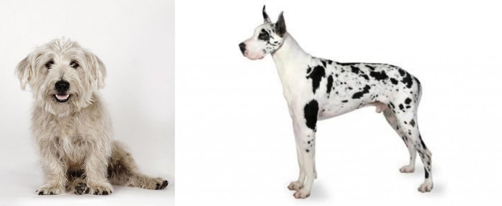 Great Dane vs Glen of Imaal Terrier - Breed Comparison