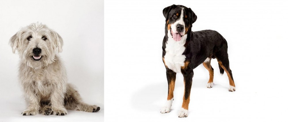 Greater Swiss Mountain Dog vs Glen of Imaal Terrier - Breed Comparison