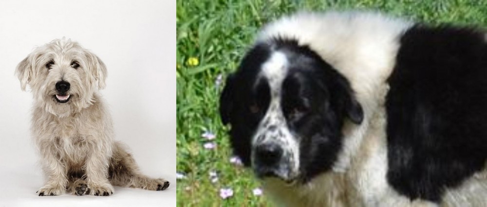 Greek Sheepdog vs Glen of Imaal Terrier - Breed Comparison