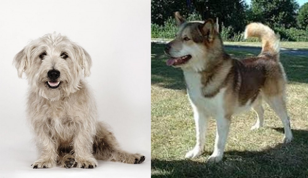Greenland Dog vs Glen of Imaal Terrier - Breed Comparison