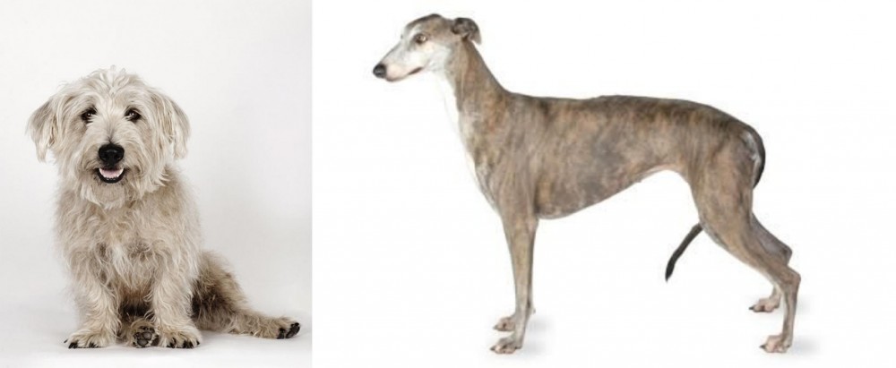 Greyhound vs Glen of Imaal Terrier - Breed Comparison