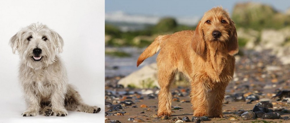 Griffon Fauve de Bretagne vs Glen of Imaal Terrier - Breed Comparison