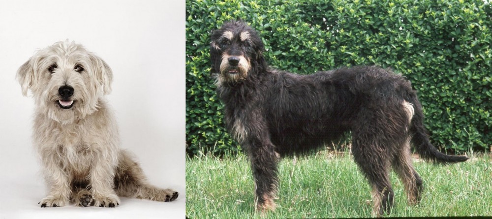 Griffon Nivernais vs Glen of Imaal Terrier - Breed Comparison