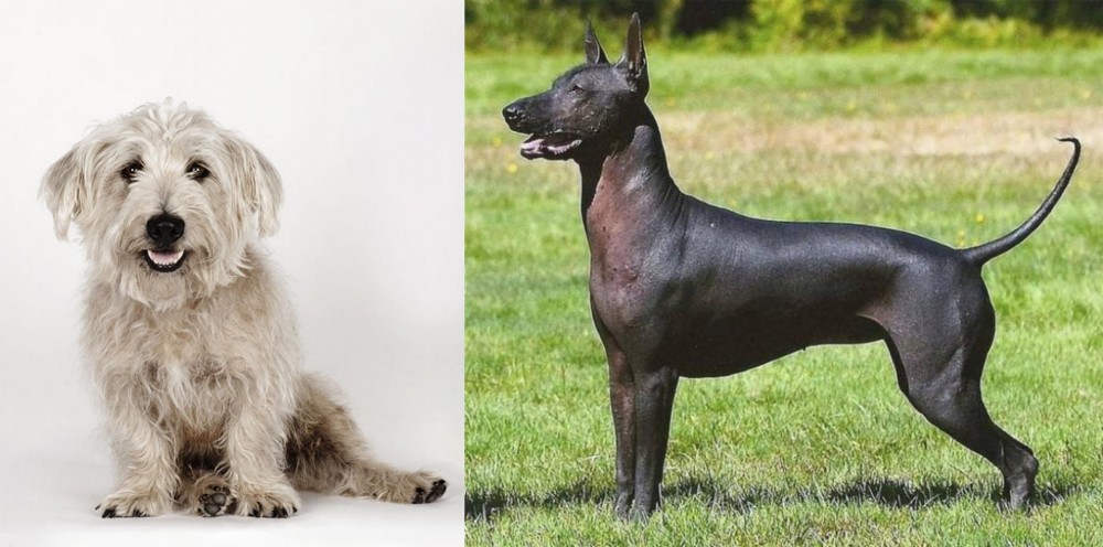 Hairless Khala vs Glen of Imaal Terrier - Breed Comparison