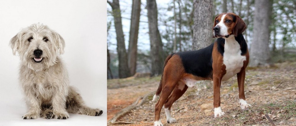 Hamiltonstovare vs Glen of Imaal Terrier - Breed Comparison