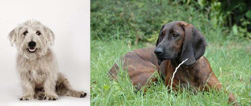 Hanover Hound vs Glen of Imaal Terrier - Breed Comparison