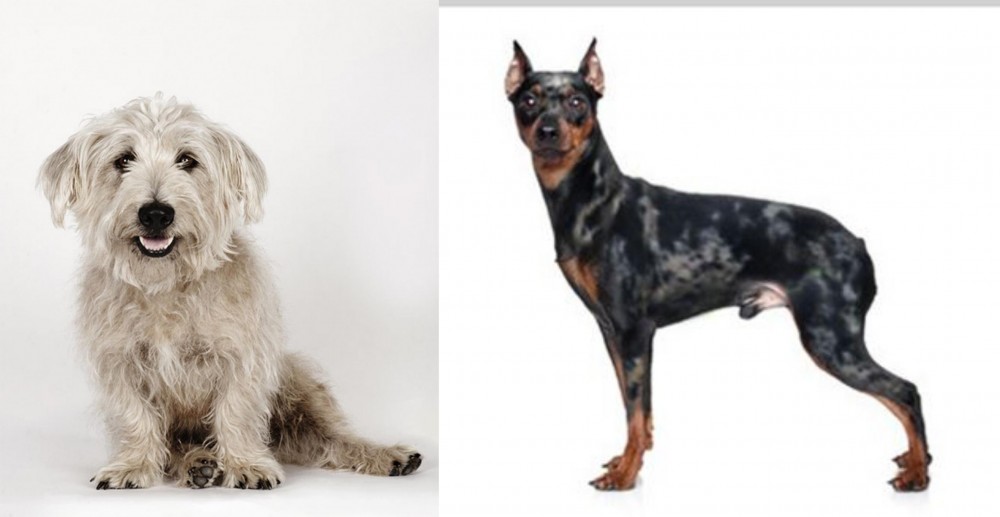 Harlequin Pinscher vs Glen of Imaal Terrier - Breed Comparison