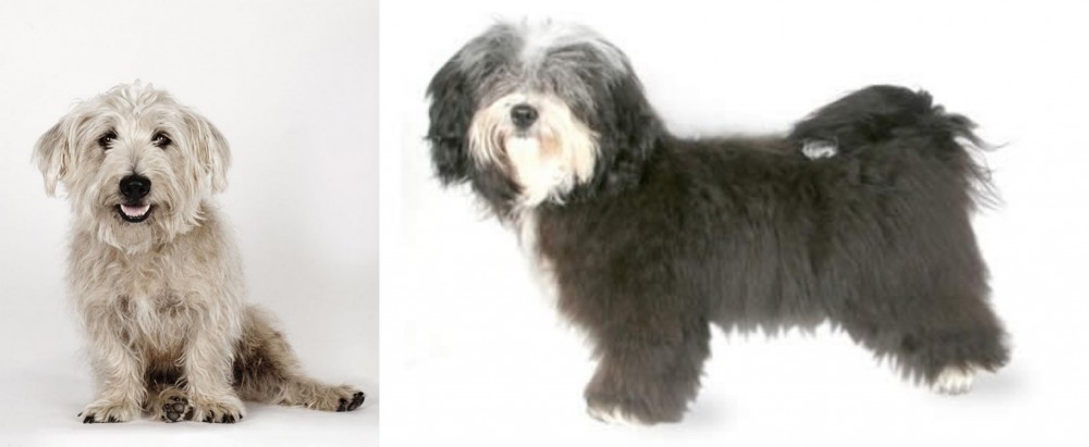 Havanese vs Glen of Imaal Terrier - Breed Comparison