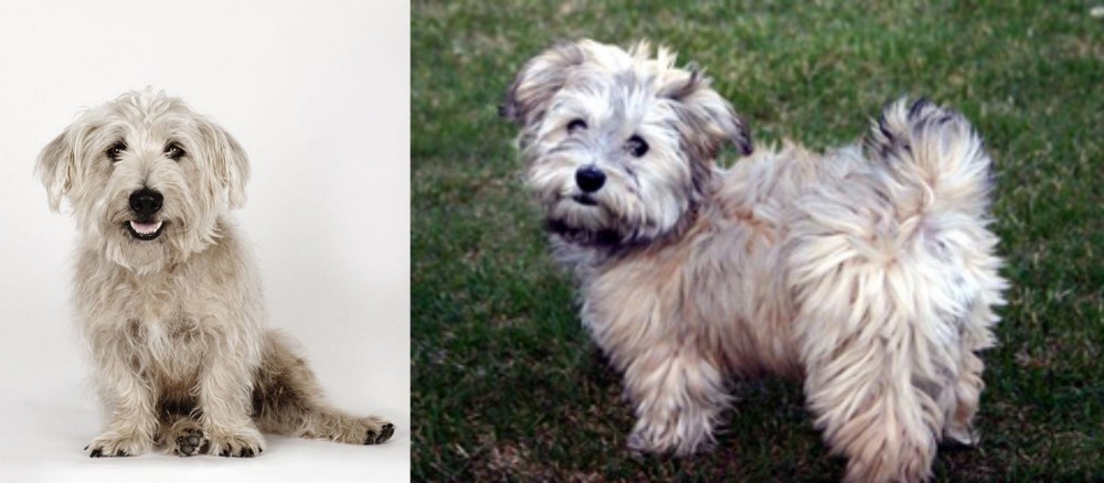 Havapoo vs Glen of Imaal Terrier - Breed Comparison
