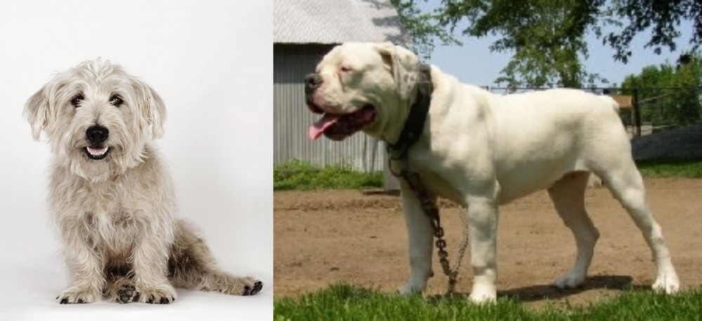 Hermes Bulldogge vs Glen of Imaal Terrier - Breed Comparison