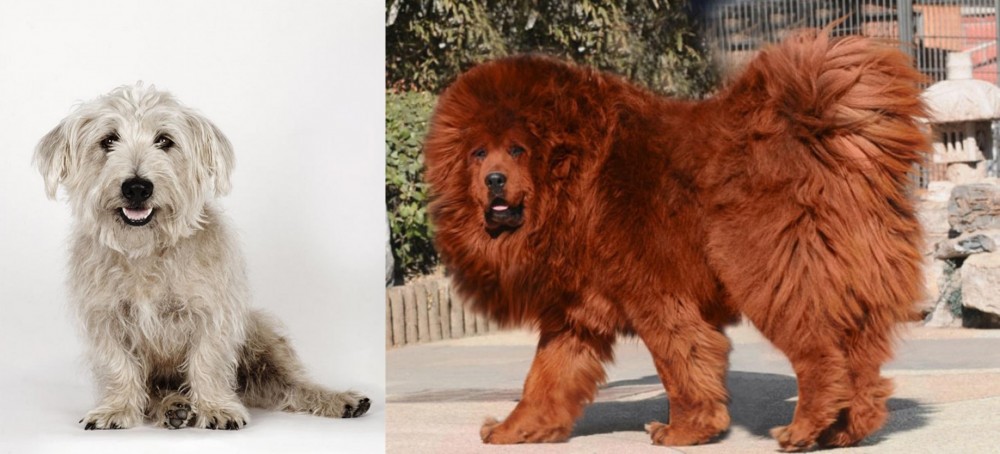 Himalayan Mastiff vs Glen of Imaal Terrier - Breed Comparison
