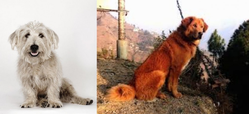 Himalayan Sheepdog vs Glen of Imaal Terrier - Breed Comparison
