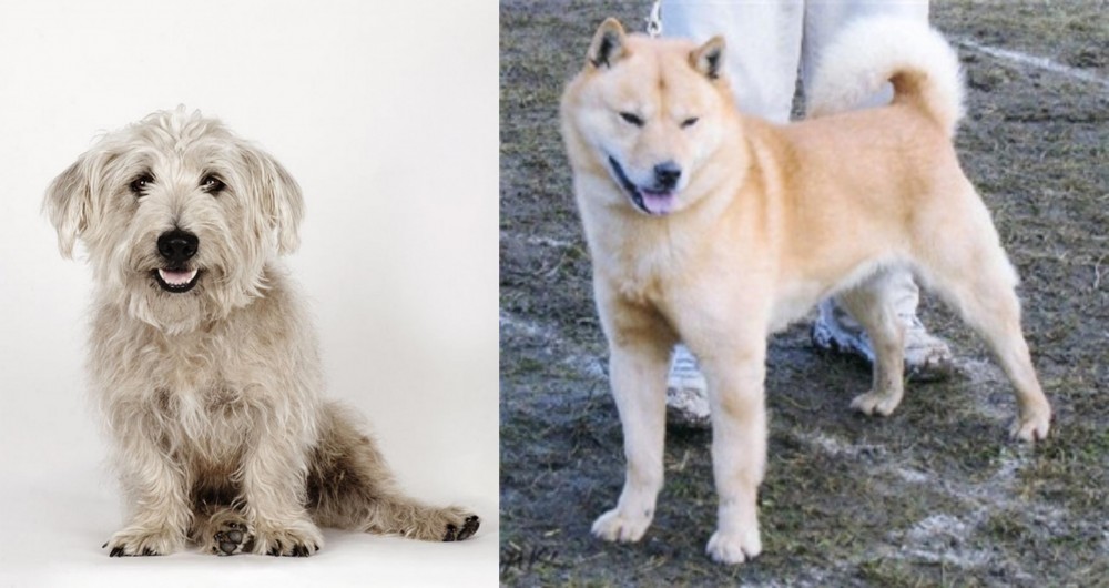 Hokkaido vs Glen of Imaal Terrier - Breed Comparison