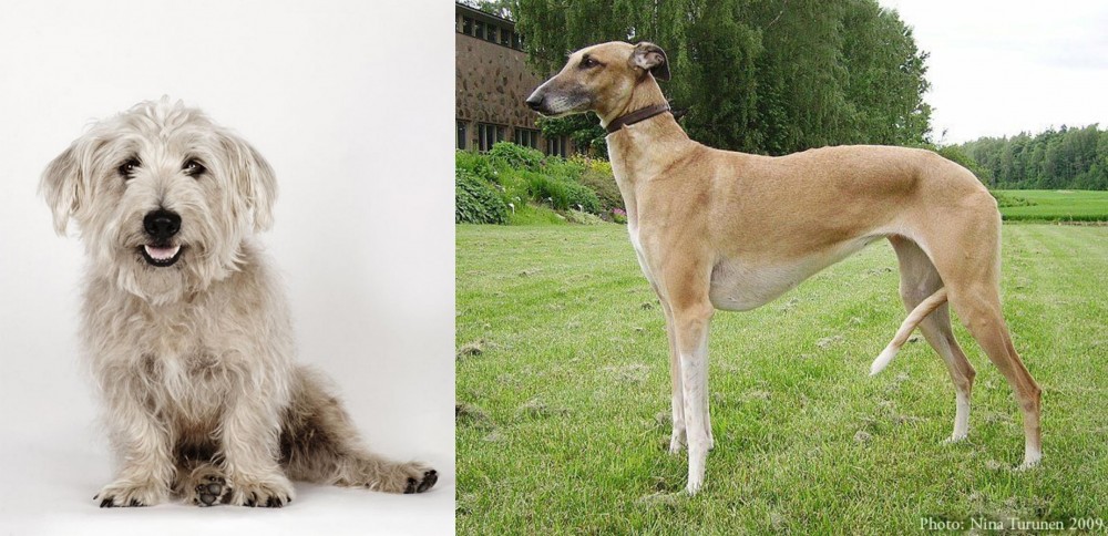 Hortaya Borzaya vs Glen of Imaal Terrier - Breed Comparison