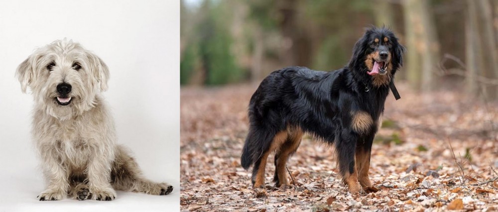Hovawart vs Glen of Imaal Terrier - Breed Comparison