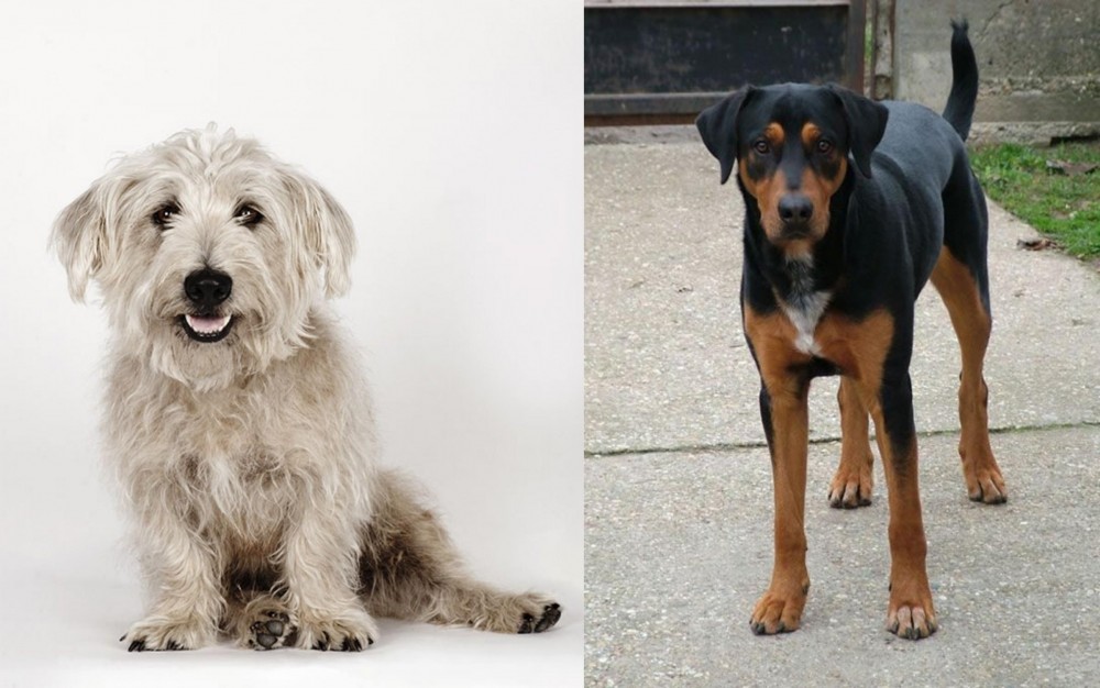 Hungarian Hound vs Glen of Imaal Terrier - Breed Comparison