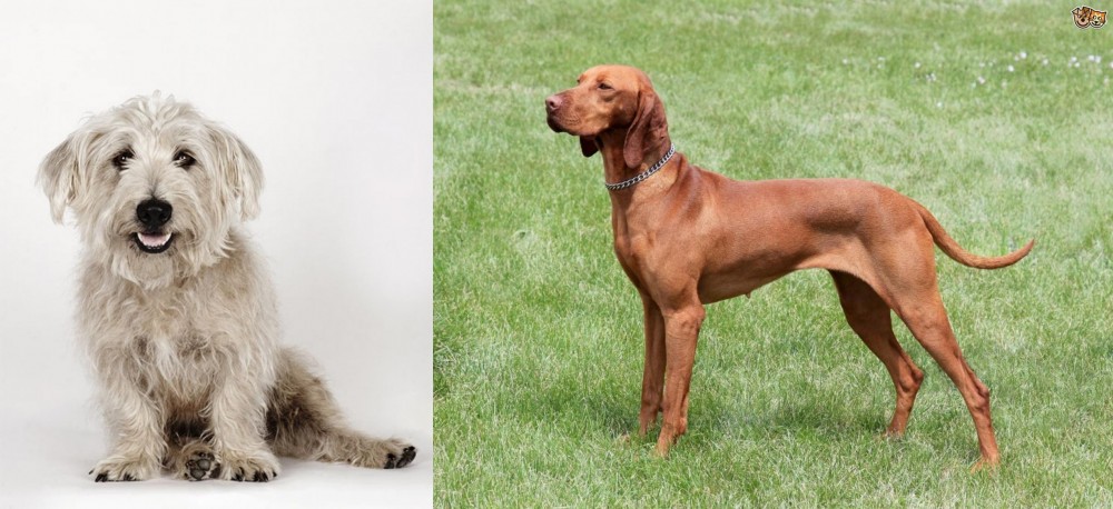 Hungarian Vizsla vs Glen of Imaal Terrier - Breed Comparison