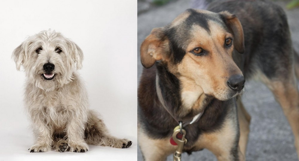 Huntaway vs Glen of Imaal Terrier - Breed Comparison