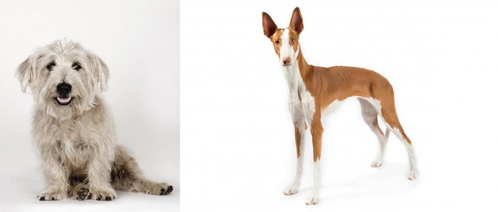 Ibizan Hound vs Glen of Imaal Terrier - Breed Comparison
