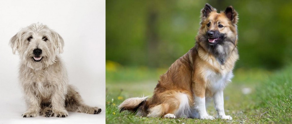 Icelandic Sheepdog vs Glen of Imaal Terrier - Breed Comparison