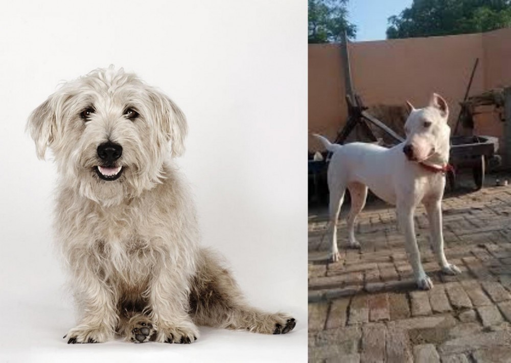 Indian Bull Terrier vs Glen of Imaal Terrier - Breed Comparison