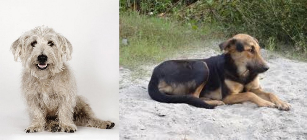 Indian Pariah Dog vs Glen of Imaal Terrier - Breed Comparison