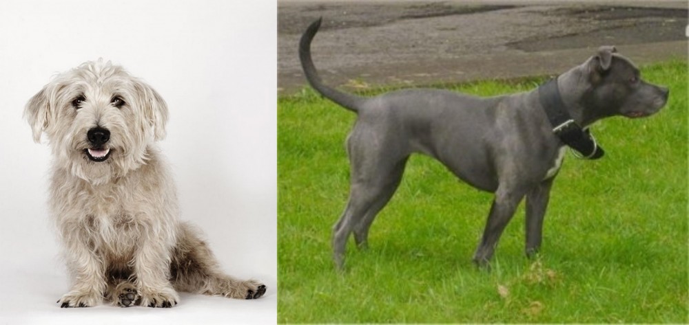 Irish Bull Terrier vs Glen of Imaal Terrier - Breed Comparison
