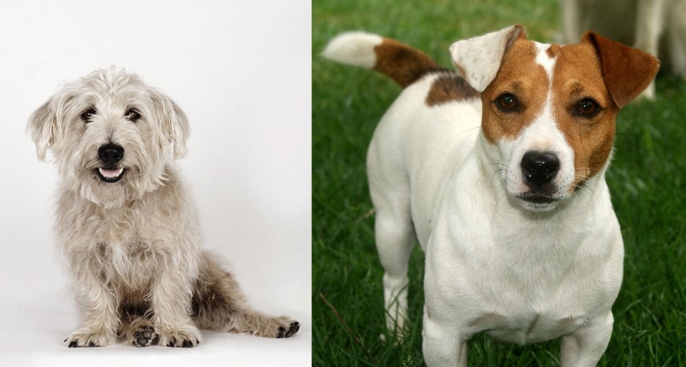 Irish Jack Russell vs Glen of Imaal Terrier - Breed Comparison