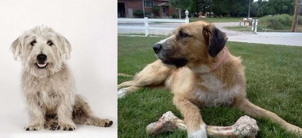 Irish Mastiff Hound vs Glen of Imaal Terrier - Breed Comparison