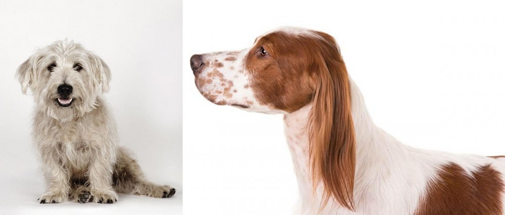 Irish Red and White Setter vs Glen of Imaal Terrier - Breed Comparison