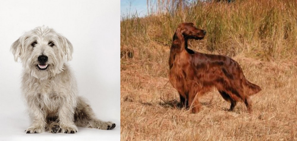 Irish Setter vs Glen of Imaal Terrier - Breed Comparison