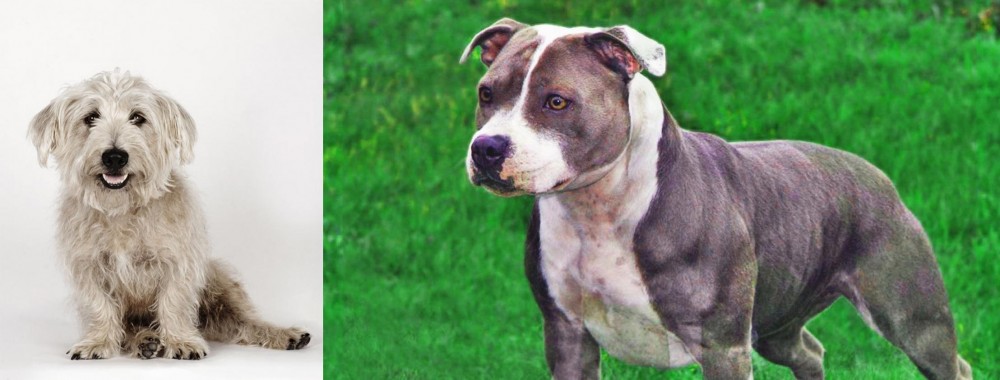 Irish Staffordshire Bull Terrier vs Glen of Imaal Terrier - Breed Comparison