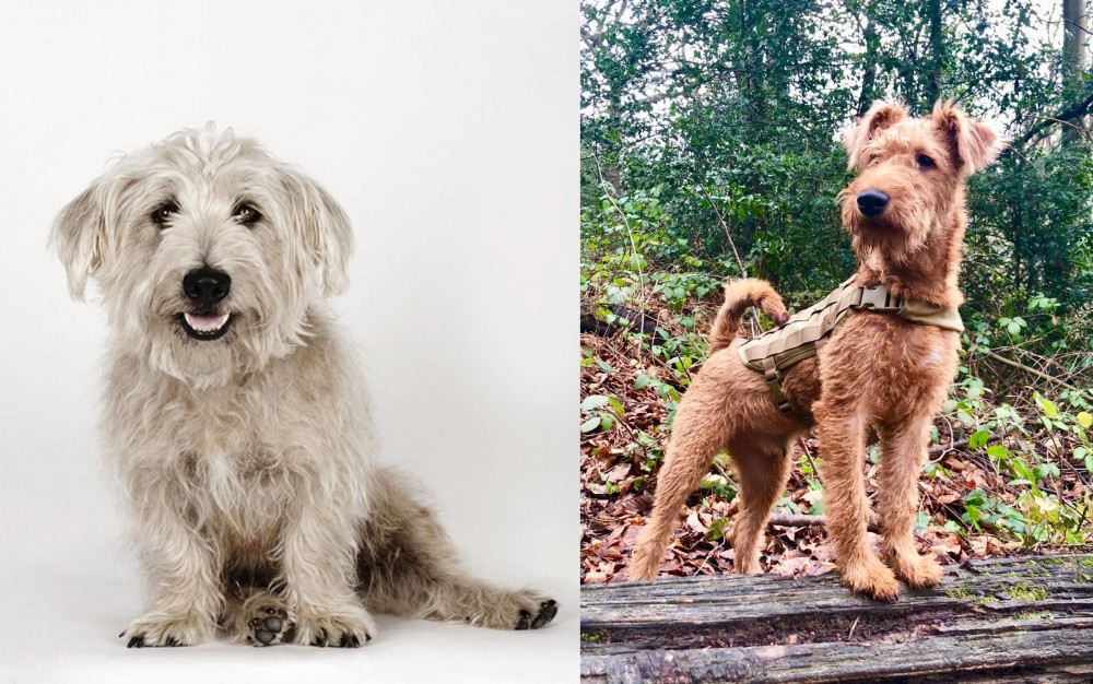 Irish Terrier vs Glen of Imaal Terrier - Breed Comparison