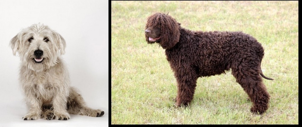 Irish Water Spaniel vs Glen of Imaal Terrier - Breed Comparison