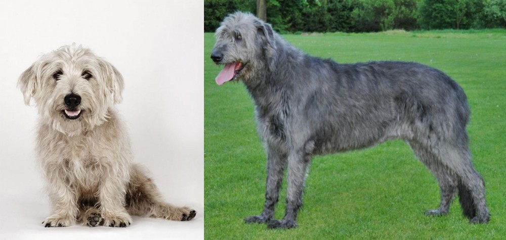 Irish Wolfhound vs Glen of Imaal Terrier - Breed Comparison