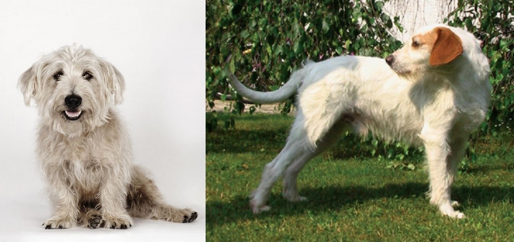 Istarski Ostrodlaki Gonic vs Glen of Imaal Terrier - Breed Comparison