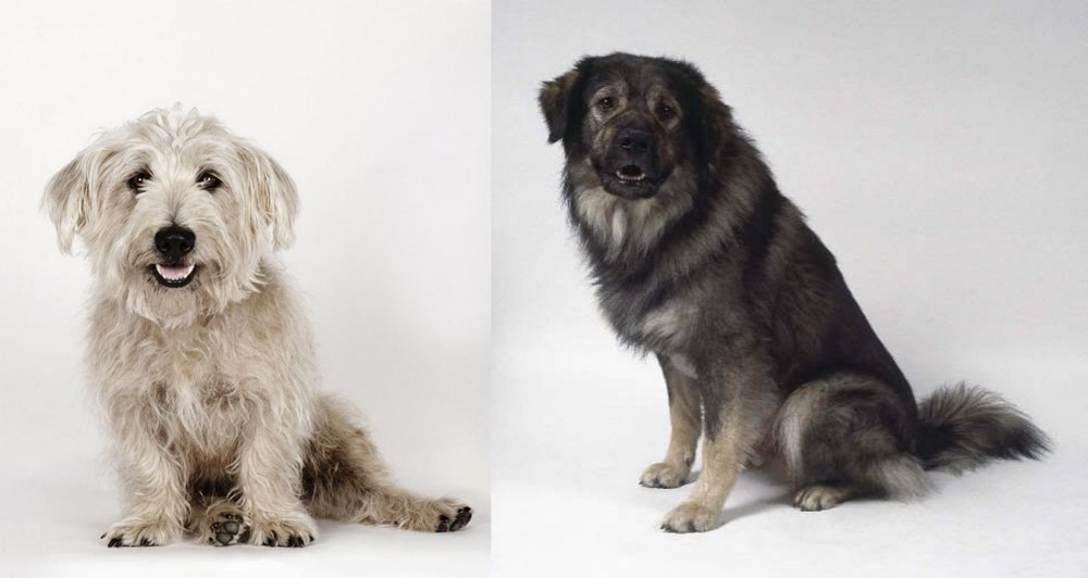 Istrian Sheepdog vs Glen of Imaal Terrier - Breed Comparison