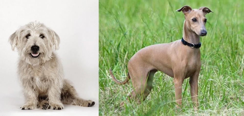 Italian Greyhound vs Glen of Imaal Terrier - Breed Comparison