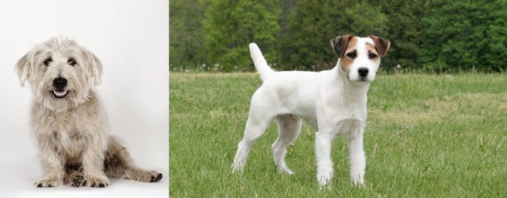 Jack Russell Terrier vs Glen of Imaal Terrier - Breed Comparison
